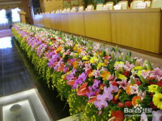 深圳花木租擺、園林綠化施工與養護全流程解析